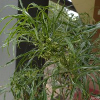 Euodia hortensis J.R.Forst. & G.Forst.